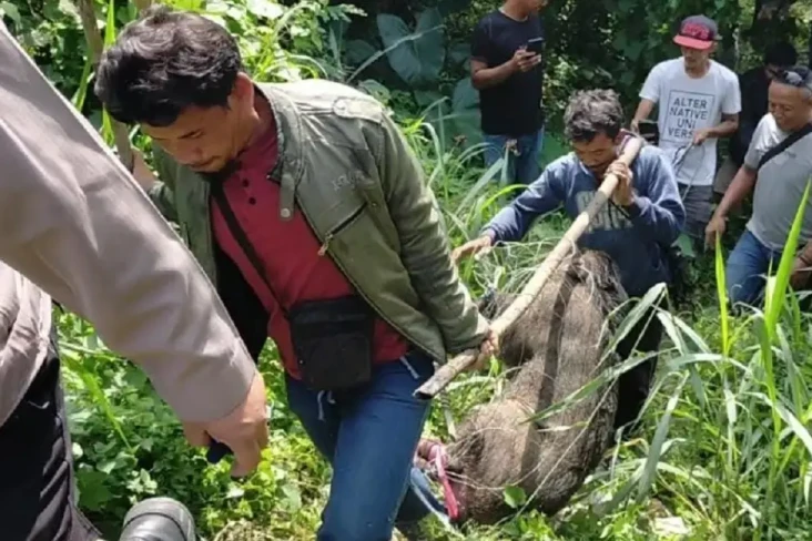 Aneh, Babi Hutan Ngamuk...