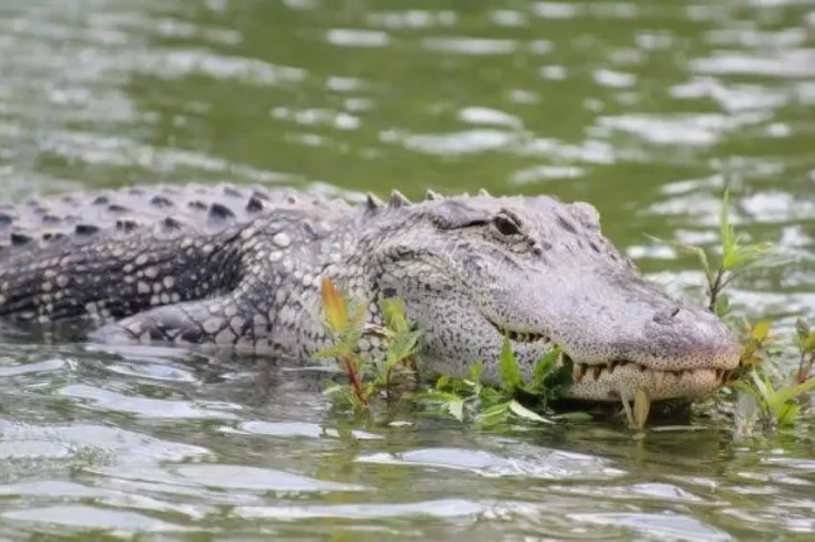 Buaya Besar di Situ...