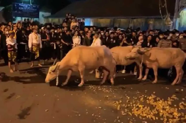 Keraton Solo Gelar Kirab...