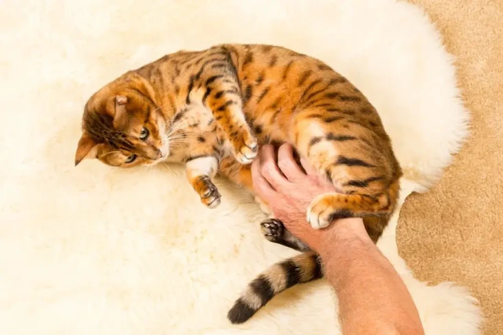 5 Alasan Kucing Tidak...