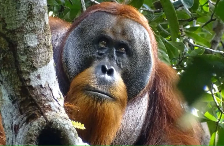 Habitat Orangutan di...