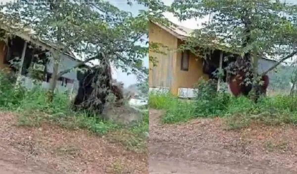 Orangutan Setinggi Rumah...