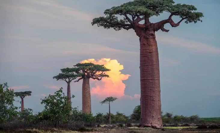 Pohon Baobab Mati, Ilmuwan...