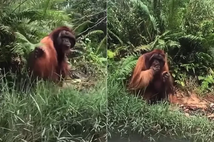 Viral! Orang Utan di...
