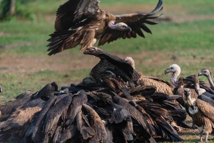Penurunan Populasi Burung...
