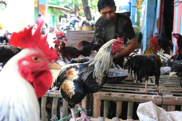 Judi Sabung Ayam di...