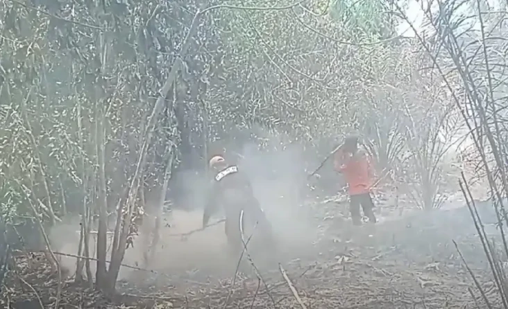 Puluhan Hektare Perkebunan...