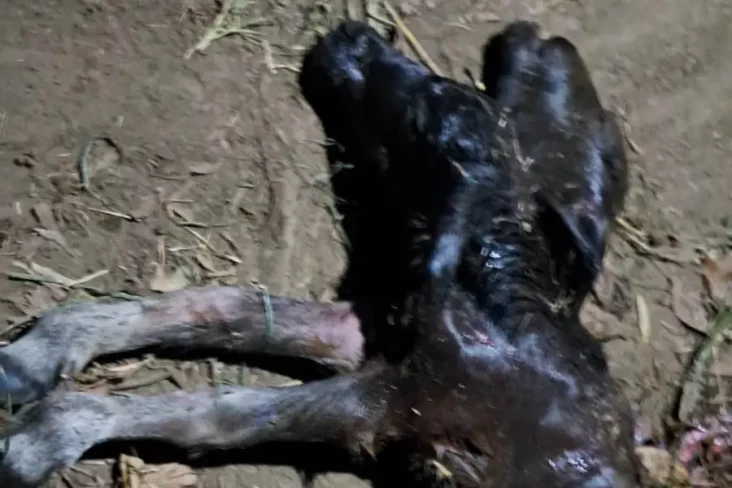 Heboh Kerbau Melahirkan...
