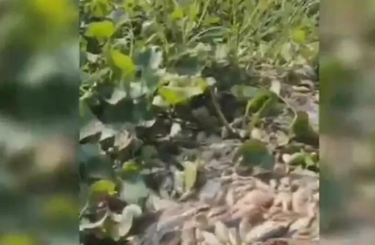 Ribuan Ikan Mati di...