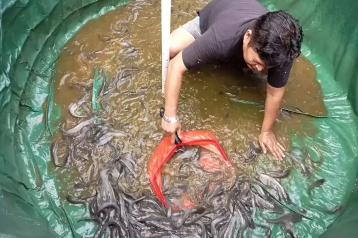 Budidaya Ikan Bioflok,...