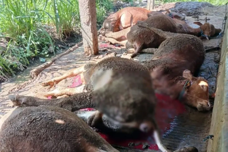 5 Sapi Kelompok Tani...