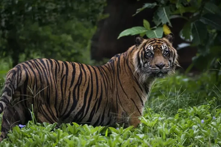 Viral Penampakan 4 Harimau...