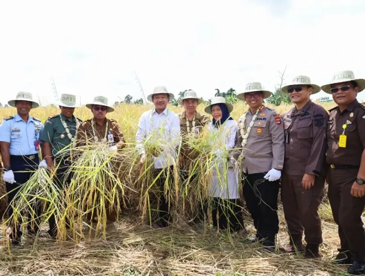 Panen Raya Padi di Kabupaten...