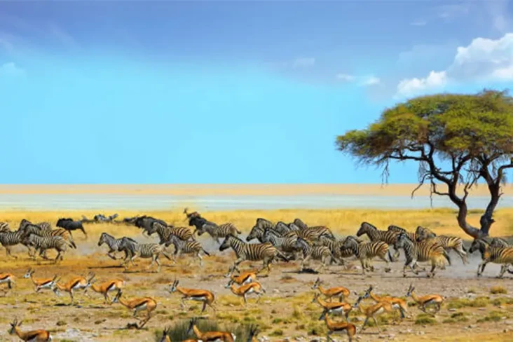 5 Tempat Wisata di Namibia,...