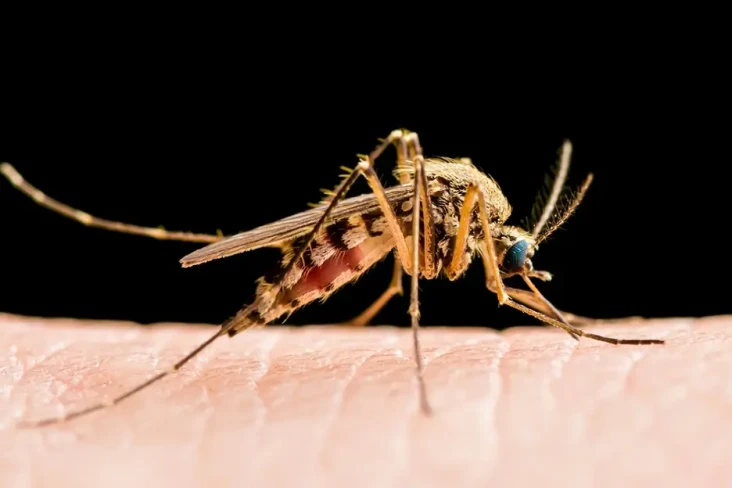 Mengenal West Nile,...