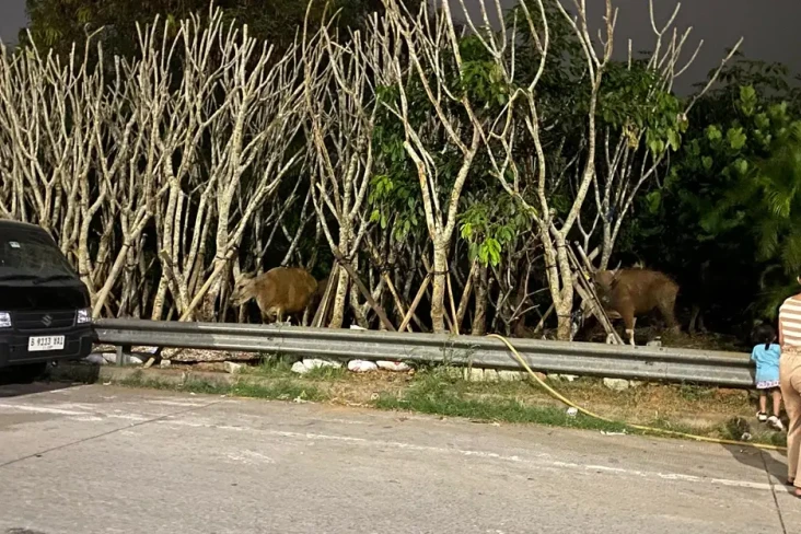 Lapak Barang Bekas Terbakar...