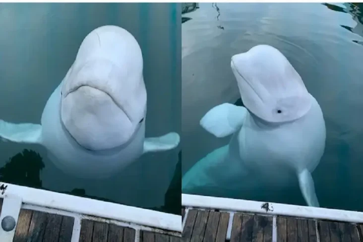 Ikan Paus Hvaldimir...