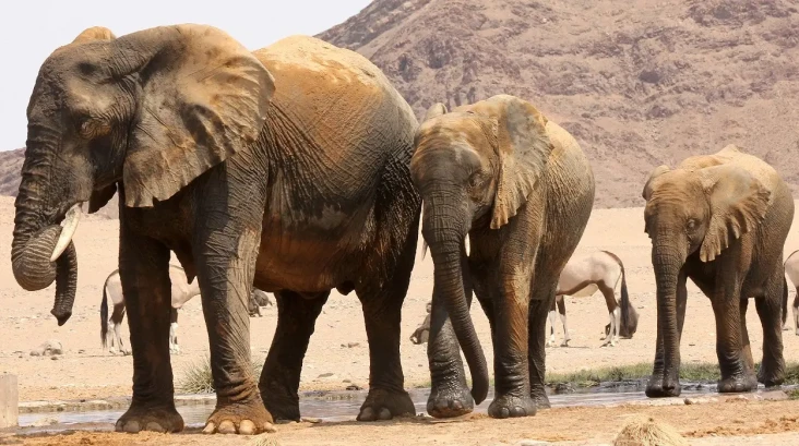 Namibia Akan Bantai...