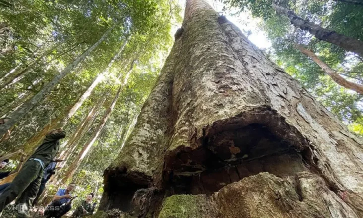 Suara Mengerikan Pohon...