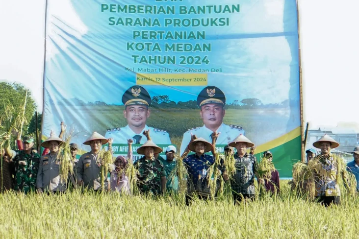 Panen Raya Padi di Mabar...