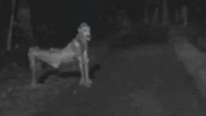 Makhluk Misterius yang...