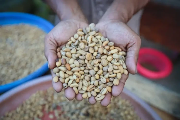 Eduwisata Kopi Luwak...