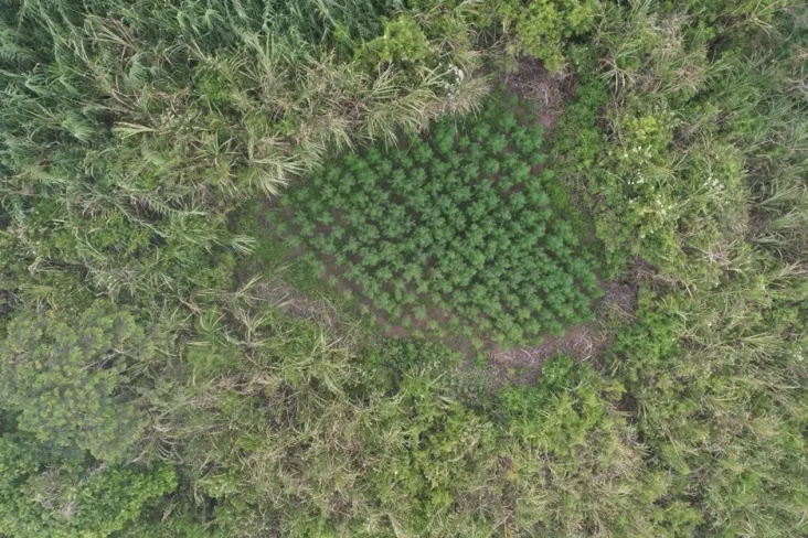 5 Ladang Ganja Ditemukan...