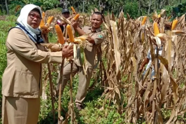 Jagung Hibrida: Dari...