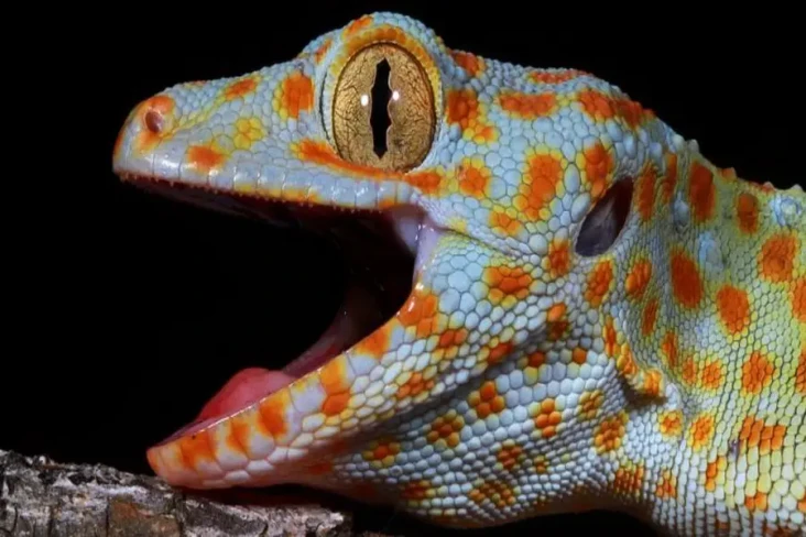 Canggih, Tokek Gecko...