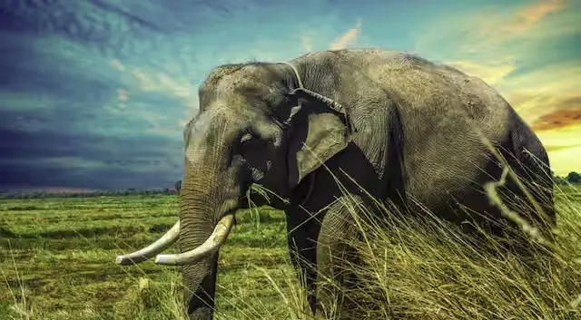 Penemuan Tengkorak Gajah...