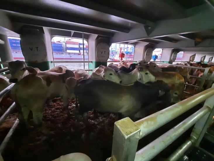 BEEF Impor 1.950 Sapi...