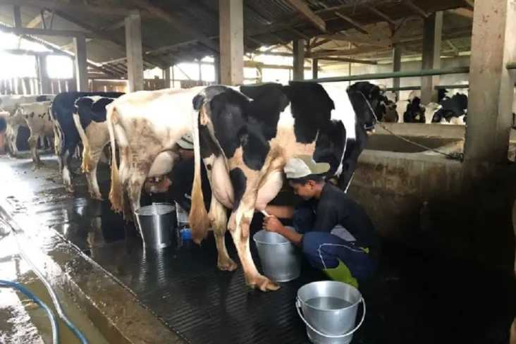 Peternak Sapi Perah...