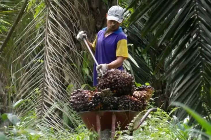 Komitmen Hasilkan Sawit Berkelanjutan,...