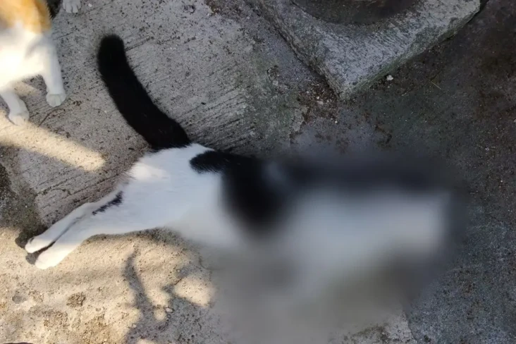 Belasan Kucing Mati...