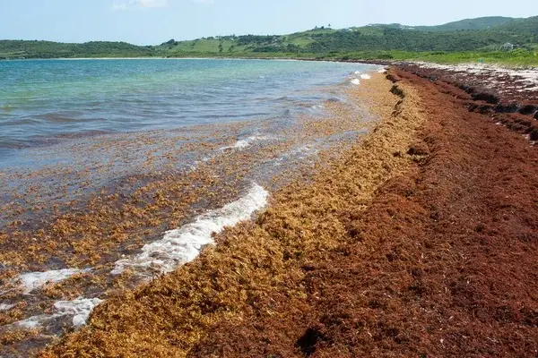 Ini Dia Satu Laut di...