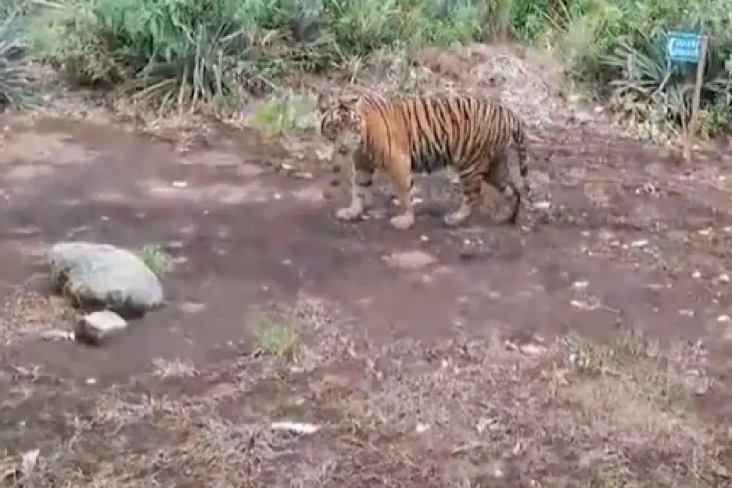 Viral! Harimau Sumatra...