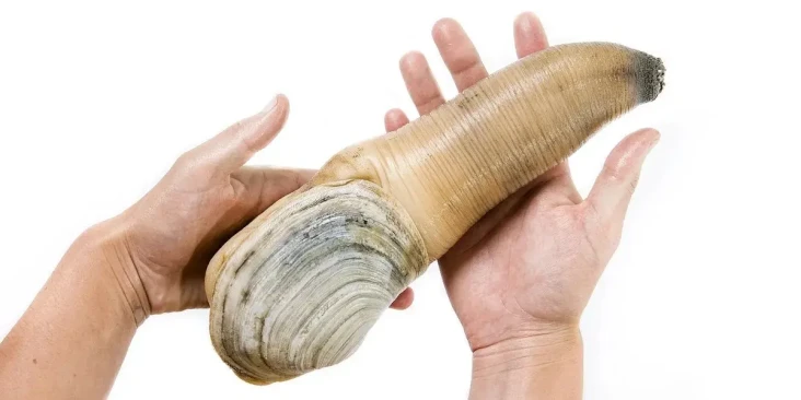 Di Balik Keunikan Kerang...