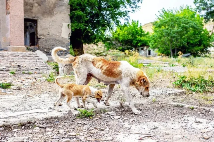 Anjing Chernobyl: Evolusi...