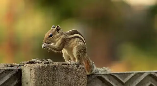 Spesies Baru Tupai Pemakan...