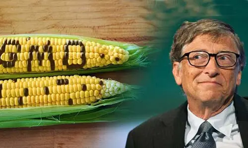 Selain Fonio, Inilah...