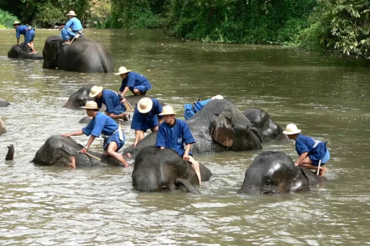 Gajah yang Stres Mengamuk...