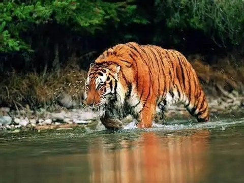 Habitat Asli Harimau...