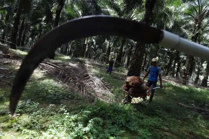 Perluasan Kebun Sawit...