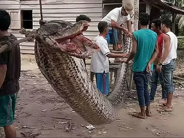 Sering Menyerang Penduduk,...
