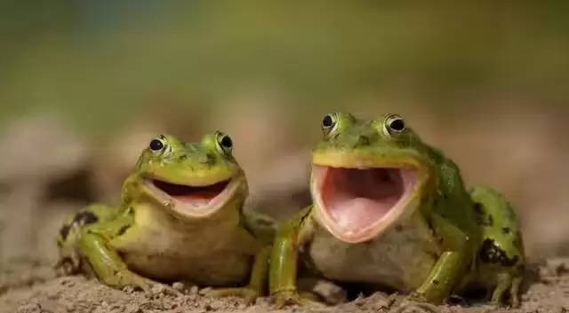 Apakah Semua Hewan Memiliki...