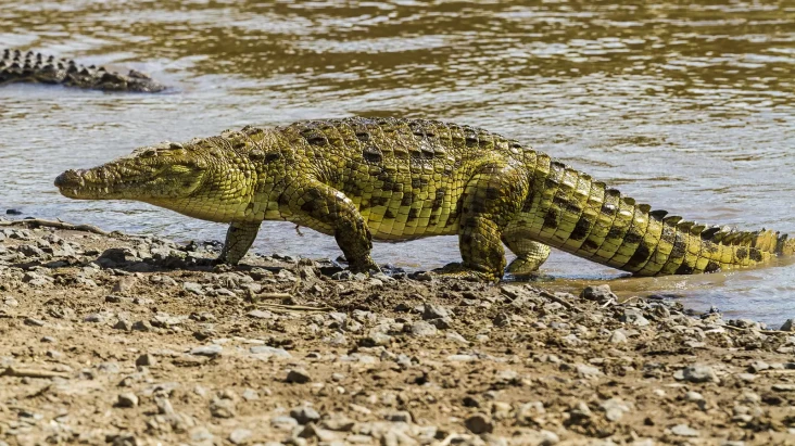 5 Sungai Penuh Buaya...