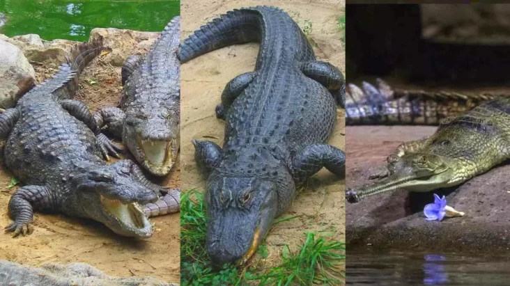Simak Perbedaan Caiman,...