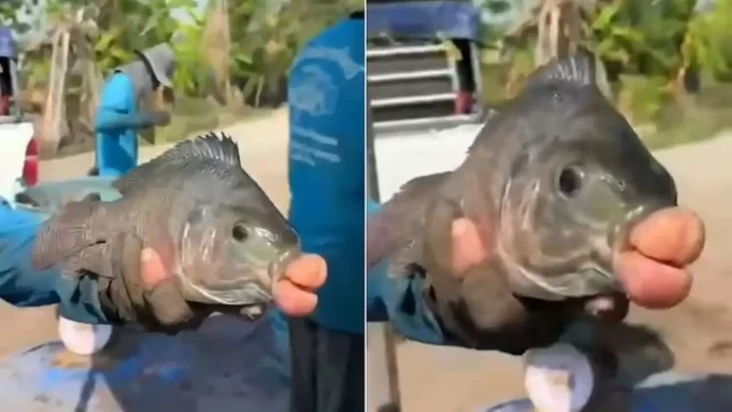 Ikan Nila dengan Mulut...