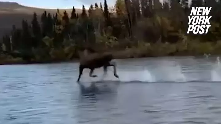 Heboh! Rusa Ini Bisa...