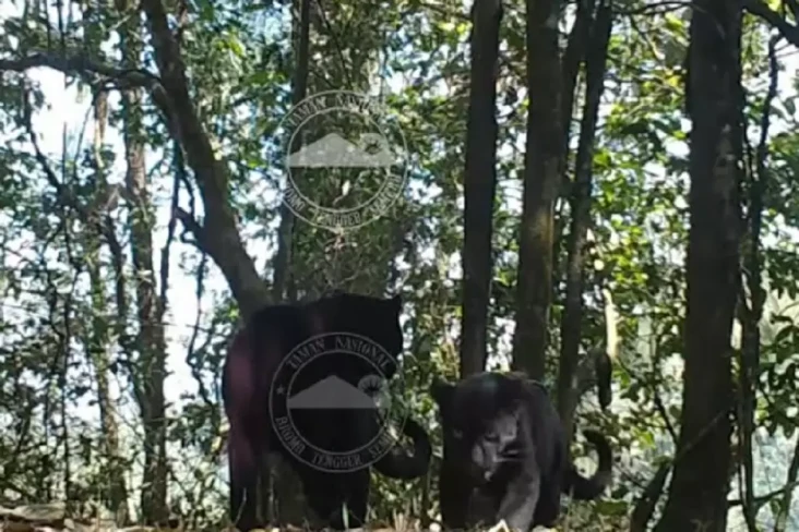 Penampakan 2 Macan Tutul...